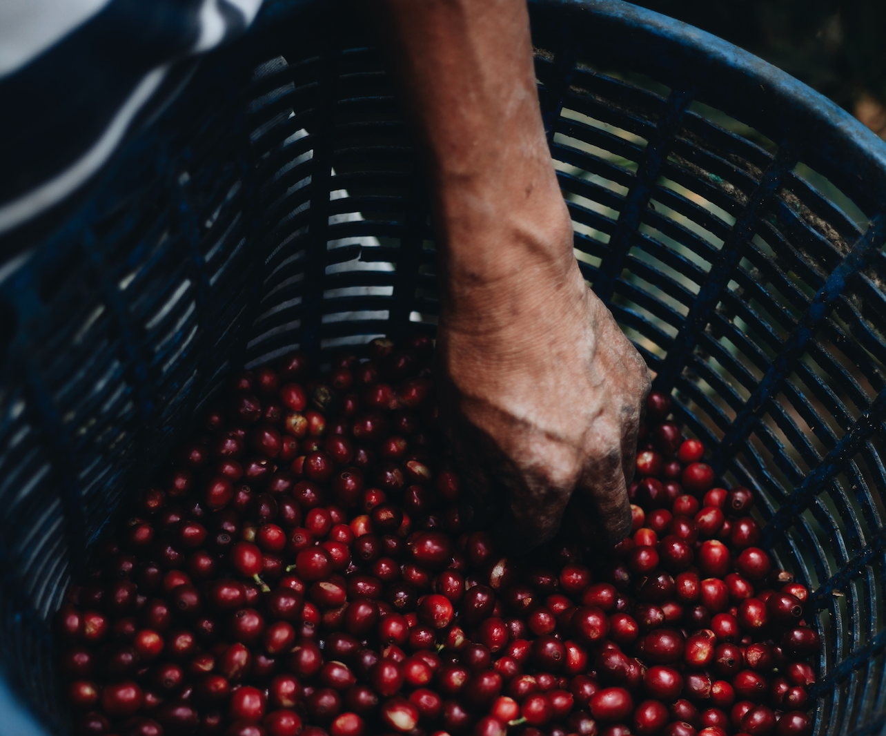 coffee farmer and coffee cherries